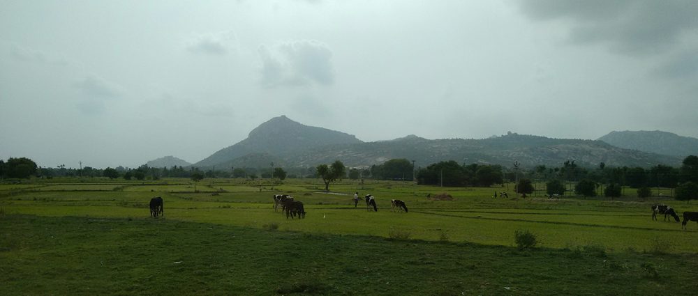 Lush green fields near the hills