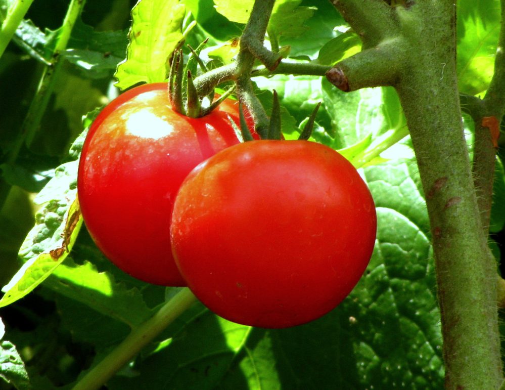 Tomato cultivation, South India